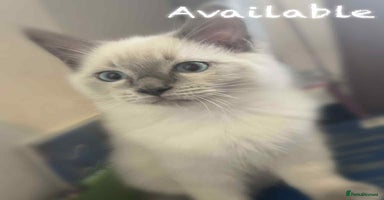 Ragdoll cats - Advert 2