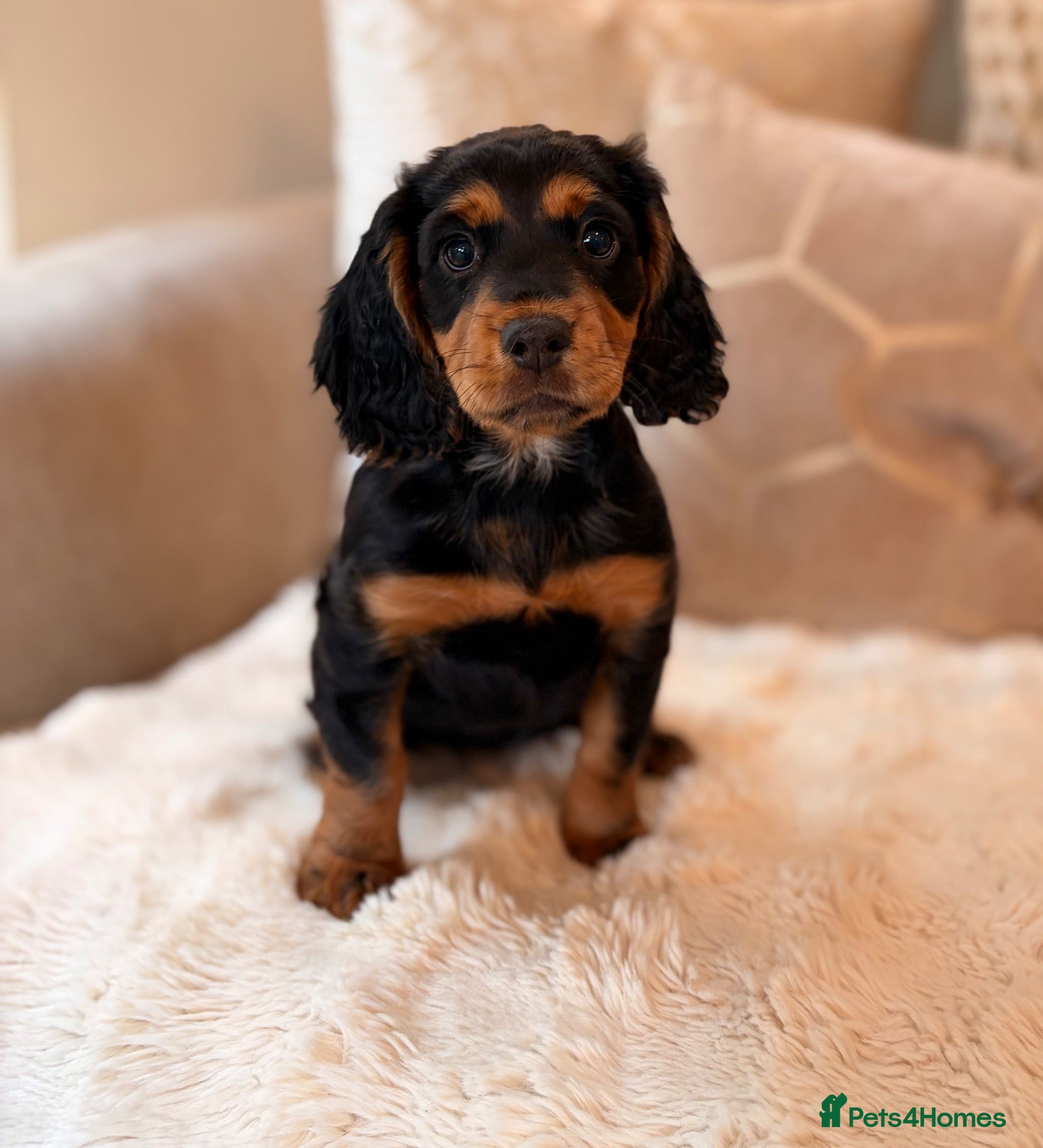 Cocker Spaniel dogs BEAUTIFUL , BLACK-TAN , KC REG , FEMALE COCKER PUP - Advert 1