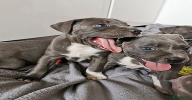 Staffordshire Bull Terrier dogs - Advert 5
