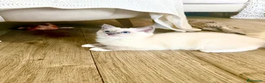 Ragdoll Kitten 3