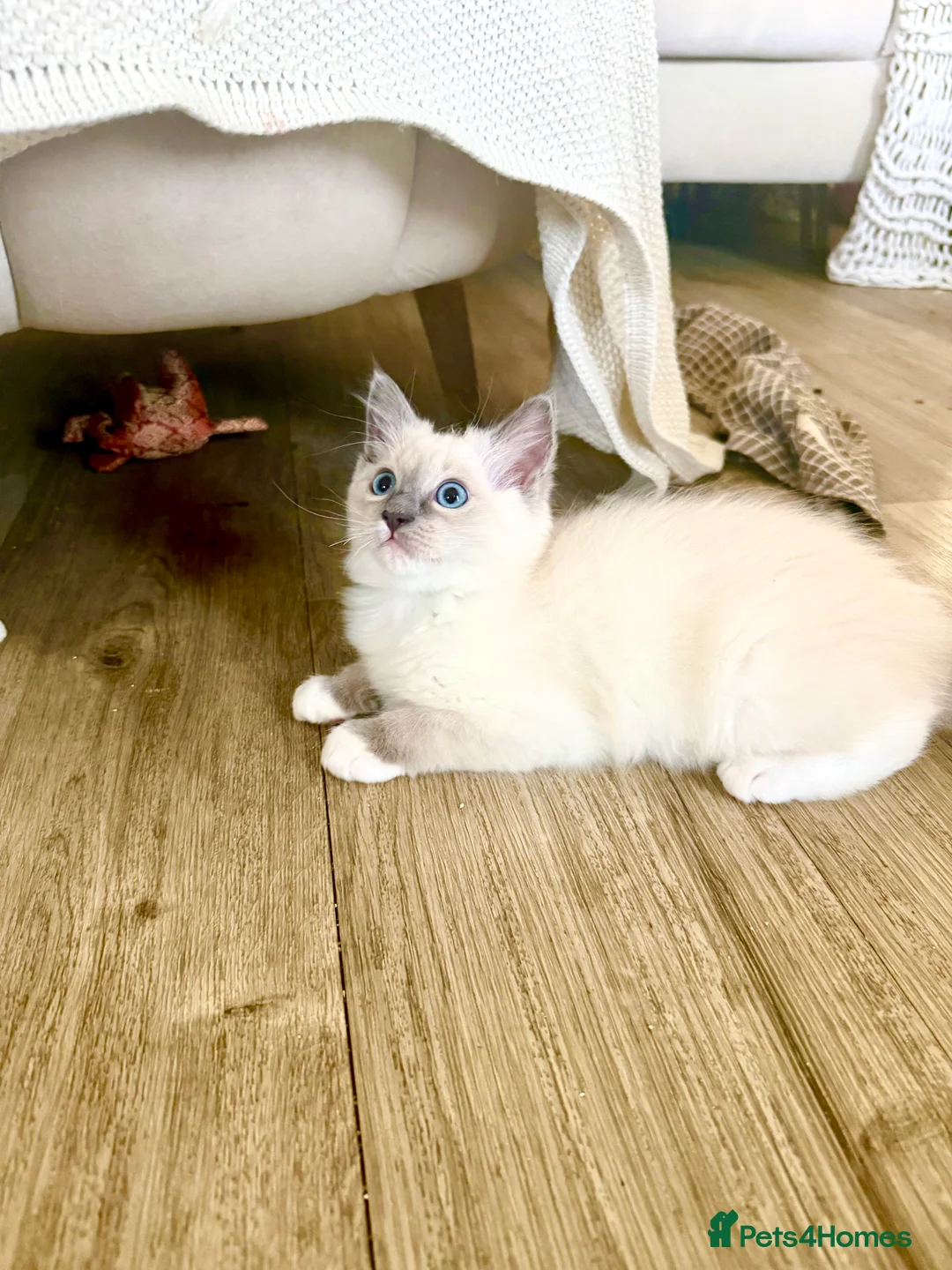 Ragdoll cats for sale: 🐾 Beautiful Ragdoll Kittens - Stunning example - Advert 2