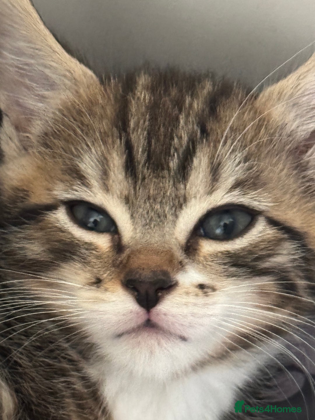 Bengal cats for sale: Beautiful kittens  - Image 4