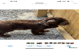Cocker Spaniel dogs for sale: Cocker spaniel  - Image 11