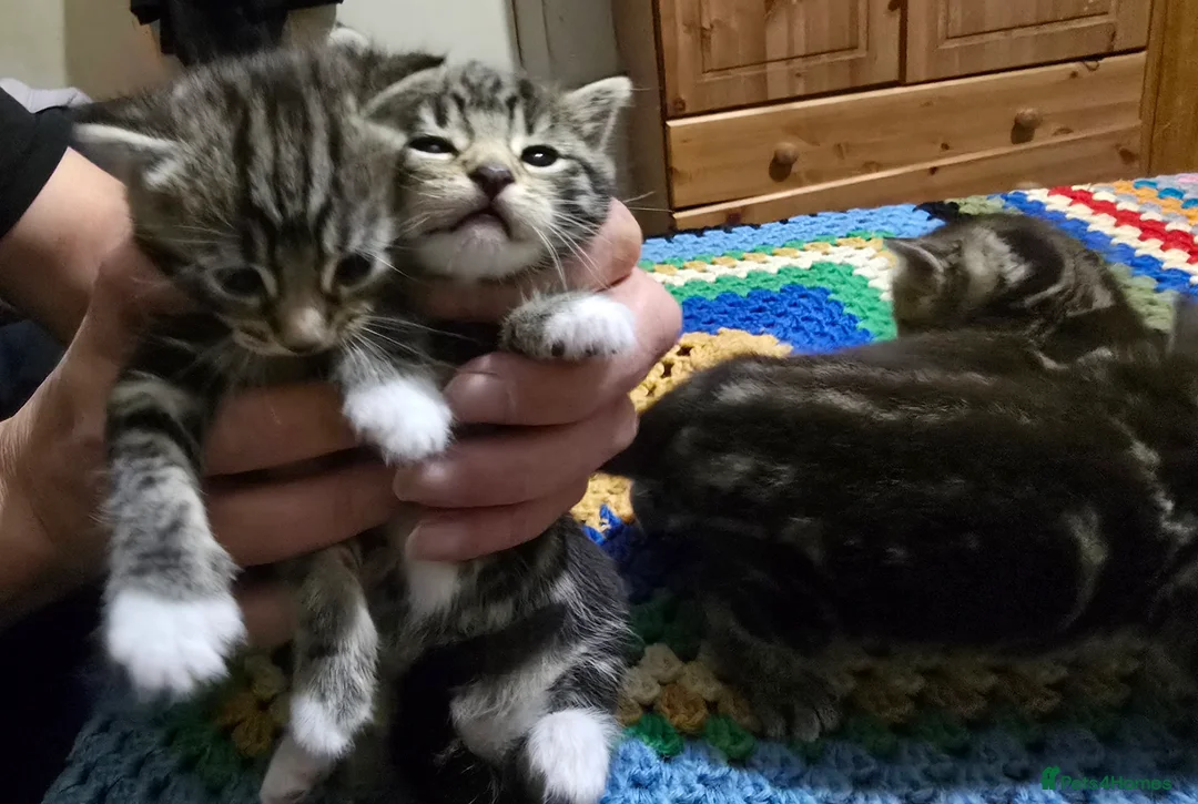 Bengal cats for sale: Beautiful Bengal Kittens For Sale  - Advert 8