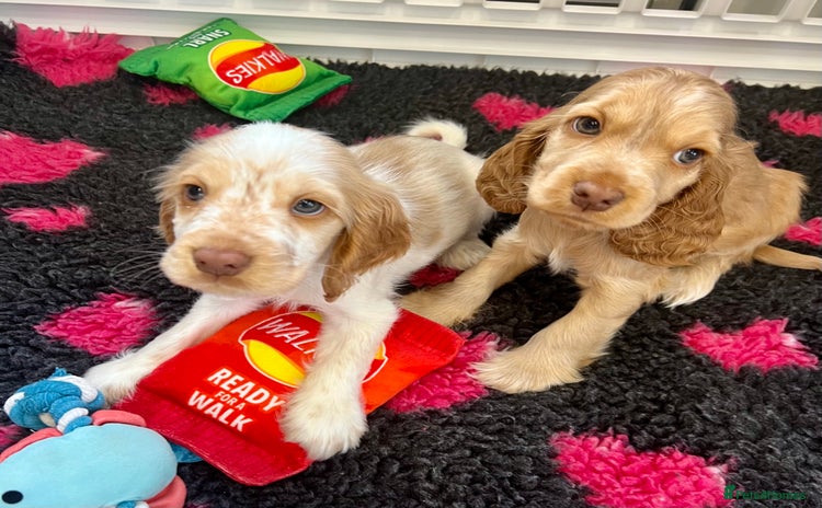 Cocker Spaniel dogs - Advert 2