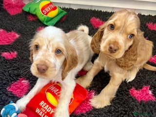 Cocker Spaniel dogs - Advert 9