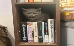 British Shorthair cats for sale: TICA Gorgeous chunky British Shorthair Male/Boy - Image 4