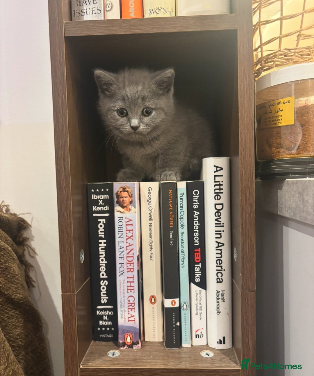 British Shorthair cats for sale: TICA Gorgeous chunky British Shorthair Male/Boy - Image 4