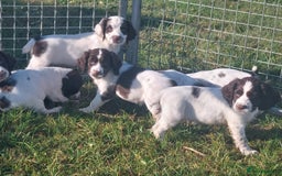 English Springer Spaniel dogs for sale: Gorgeous English springer spaniel pups - Image 4