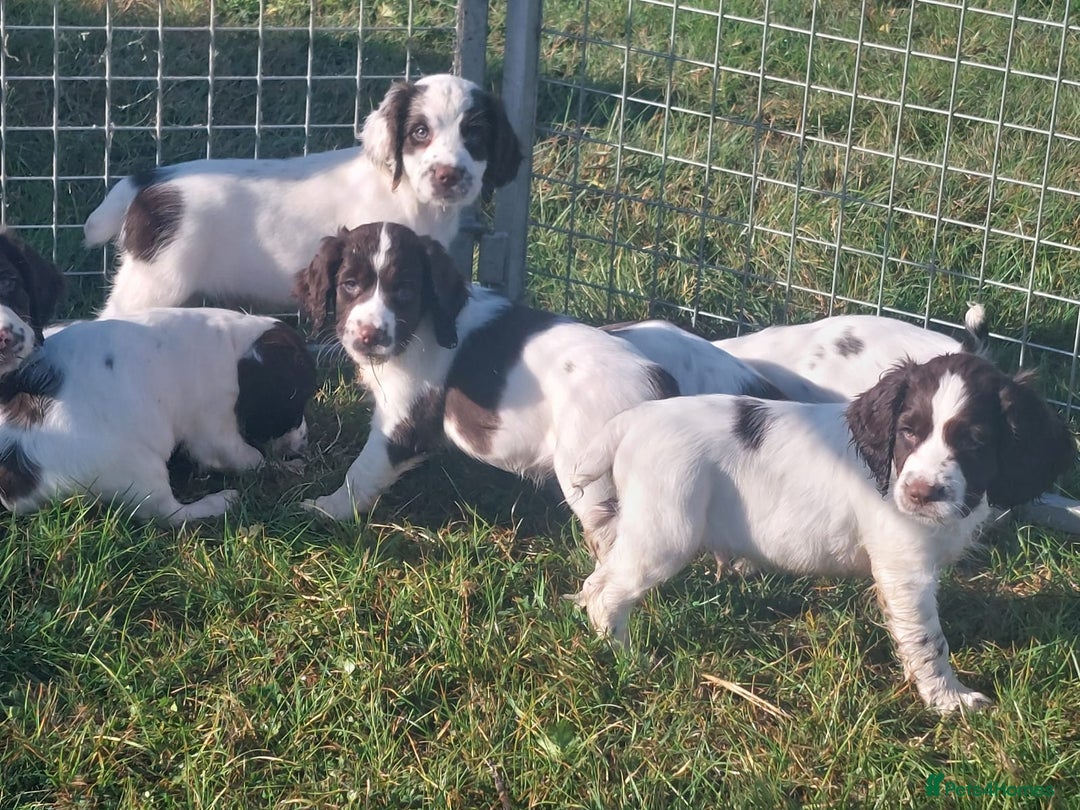 English Springer Spaniel dogs for sale: Gorgeous English springer spaniel pups - Image 4