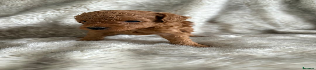 Toy Poodle Puppy 2