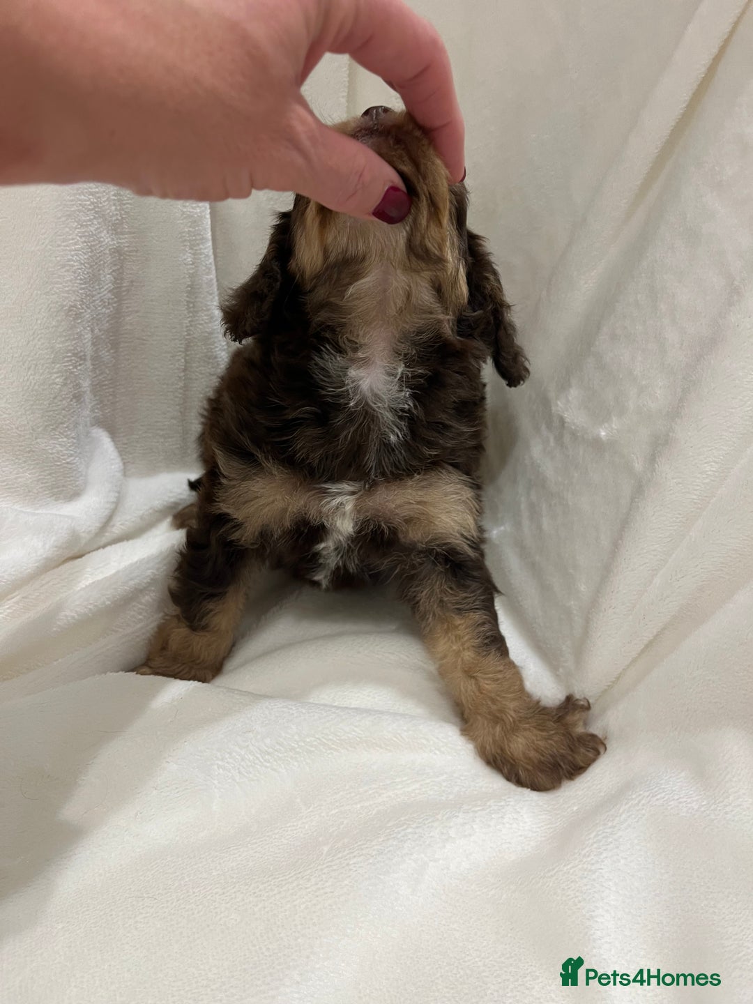 Cavapoo dogs for sale: Rare extensively health tested chocolate cavapoos - Advert 12
