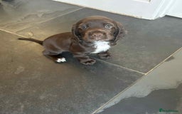 Sprocker dogs for sale: Sprocker spaniel puppy  - Image 7