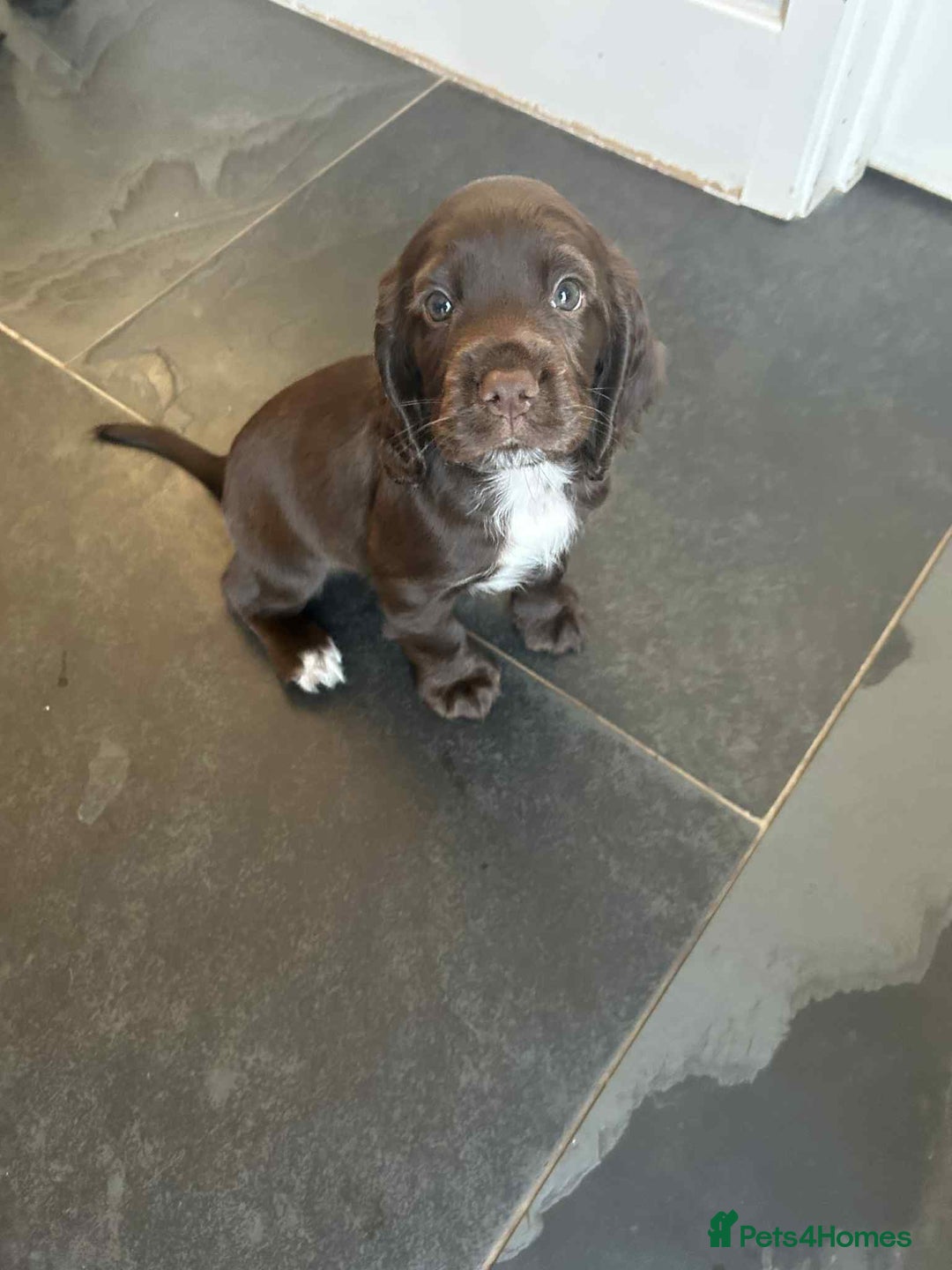 Sprocker dogs for sale: Sprocker spaniel puppy  - Image 7