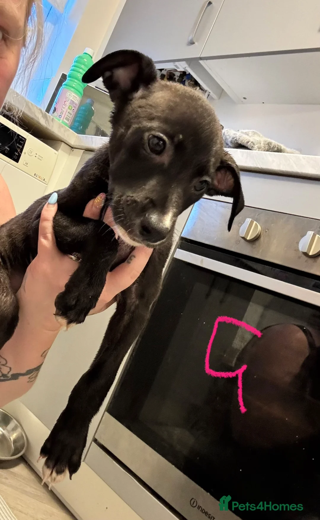 Mixed Breed dogs for sale: 75% Lurcher x 25% Cane Corso - Advert 6