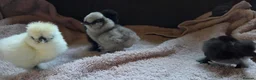 Chickens poultry for sale: DAY OLD PURE BREED SILKIE CHICKS  - Advert 3