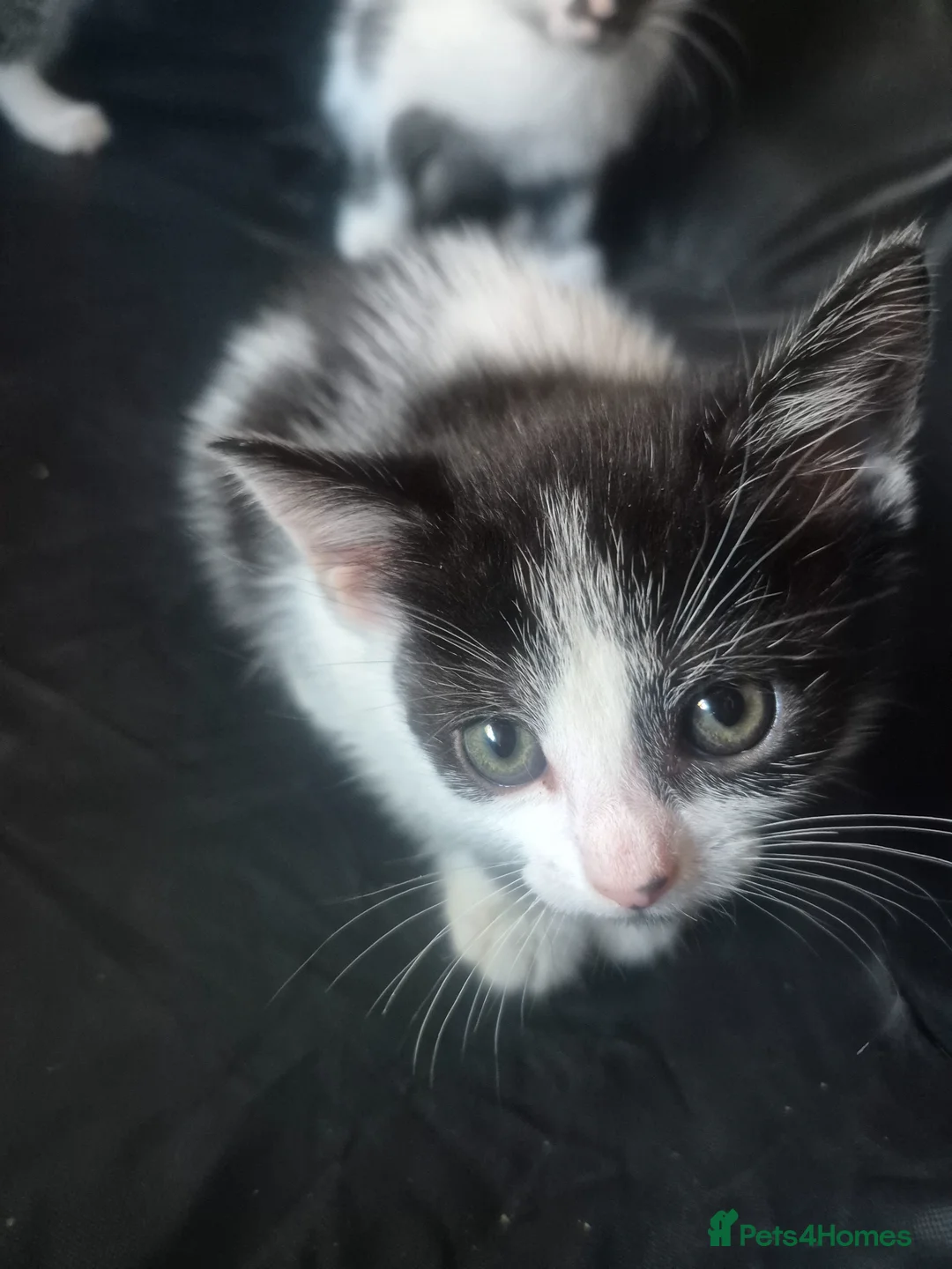 Mixed Breed cats for sale: Black and white male kitten  - Advert 1