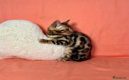 Bengal cats for sale: 🐾Purebred BENGAL Kittens🐾  - Image 26