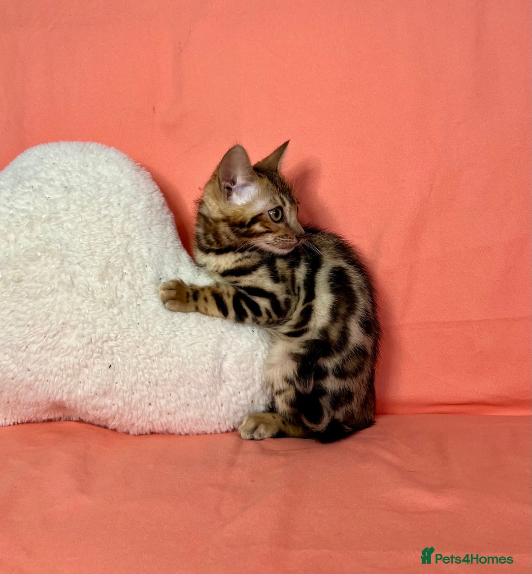 Bengal cats for sale: 🐾Purebred BENGAL Kittens🐾  - Image 26