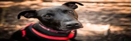 Mixed Breed dogs for adoption: Captain - Advert 7