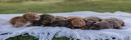 Cocker Spaniel dogs for sale: KC reg cocker spaniel boy - Advert 6