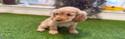 Cocker Spaniel dogs for sale: 7 Stunning Cocker Spaniel Puppies - Advert 12