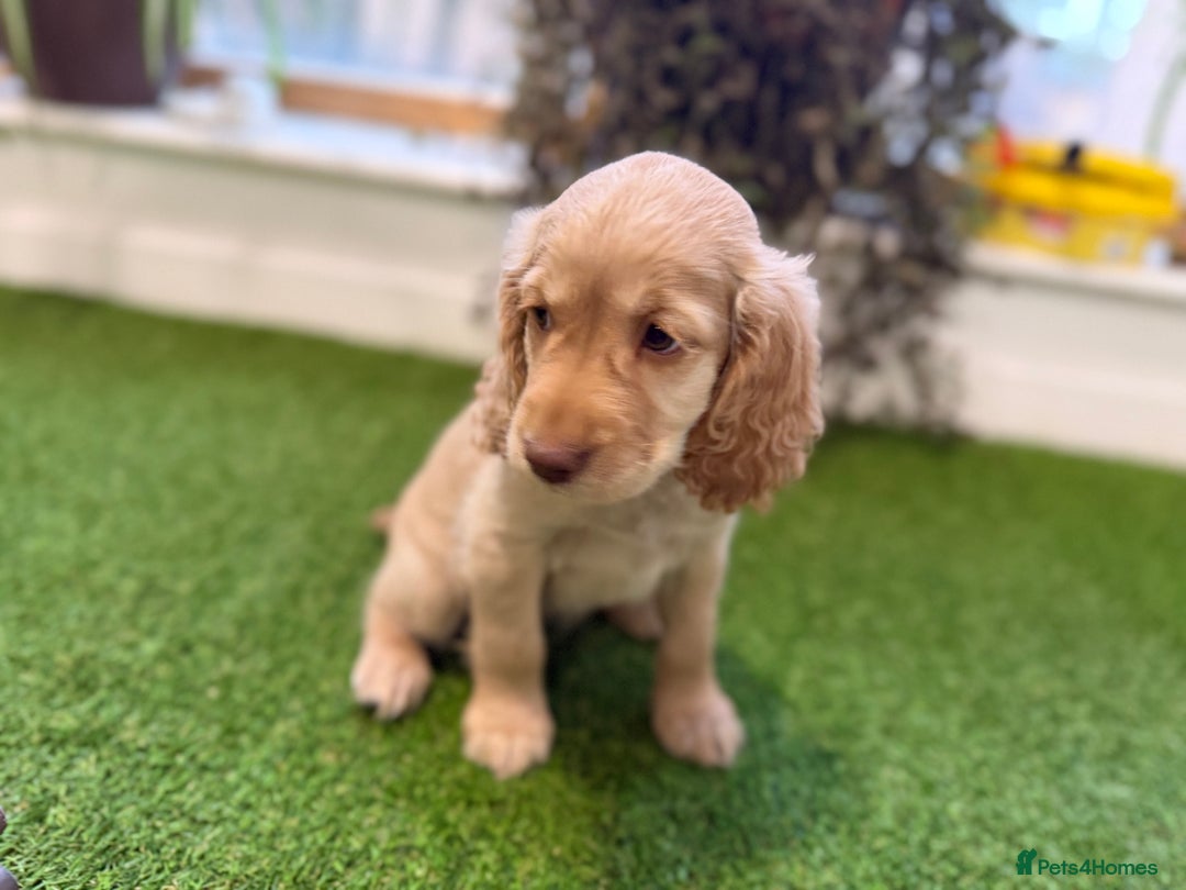 Cocker Spaniel dogs for sale: 7 Stunning Cocker Spaniel Puppies - Advert 12