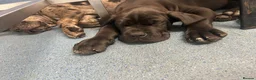 Cane Corso dogs for sale: HANDSOME CANE CORSO PUPPIES - Advert 5