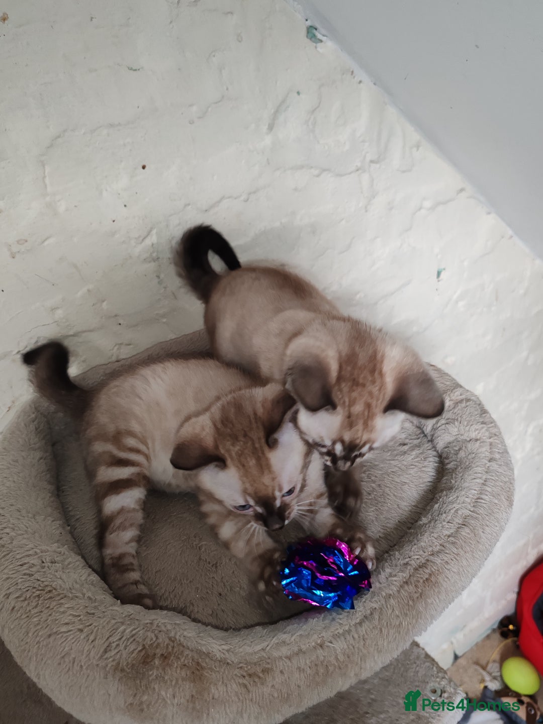 Bengal cats for sale: Snow lynx bengal kittens - Advert 6