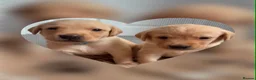 Goldador dogs for sale: 11 Goldador puppies *Ready to leave now* - Advert 25