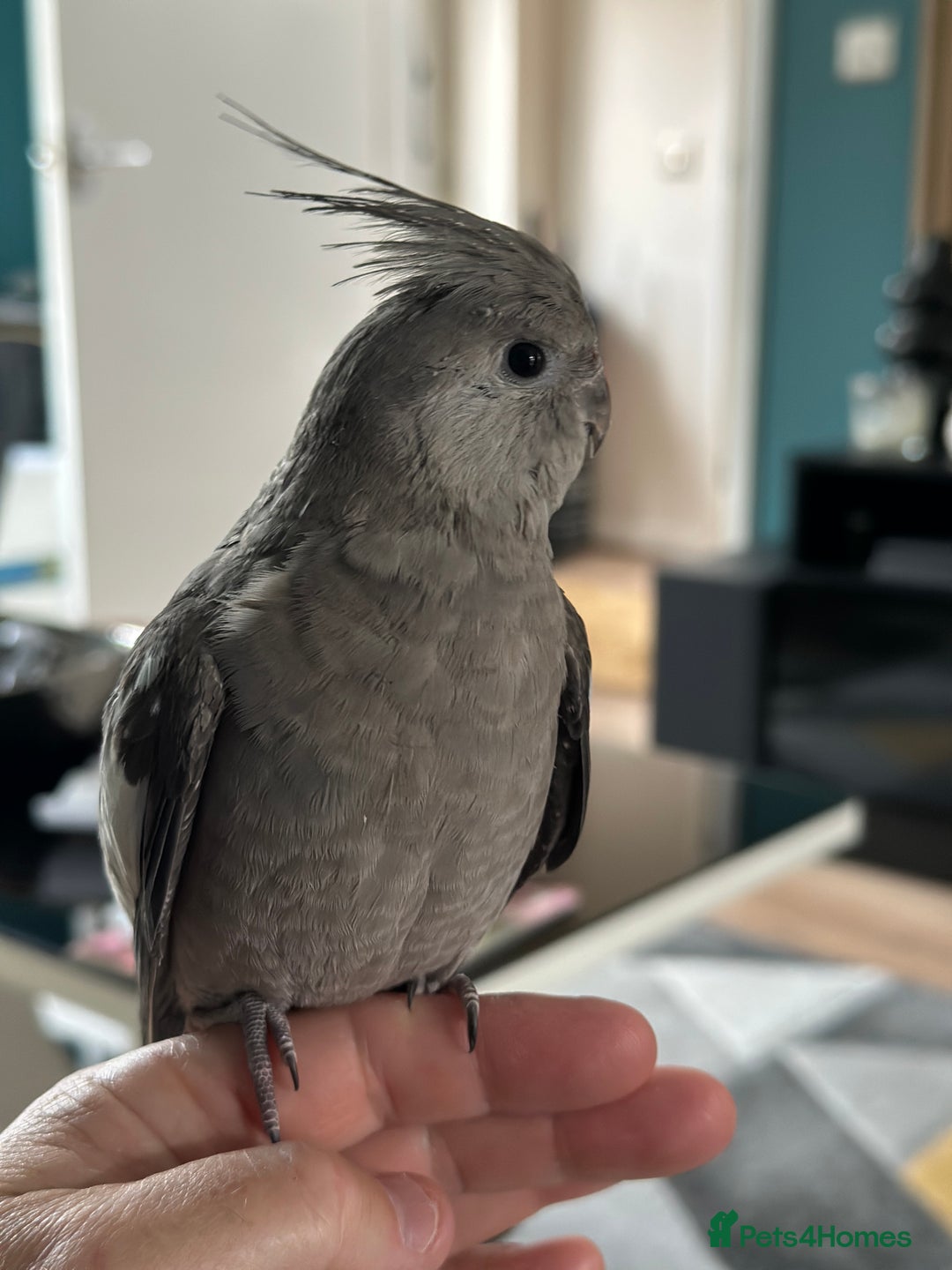 Cockatiels birds for sale: Male Handreared whiteface cockatiel for sale - Image 5