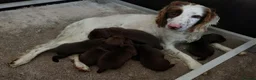 Sprocker dogs for sale: Sprocker pups for sale ( Springer x Cocker) - Advert 23