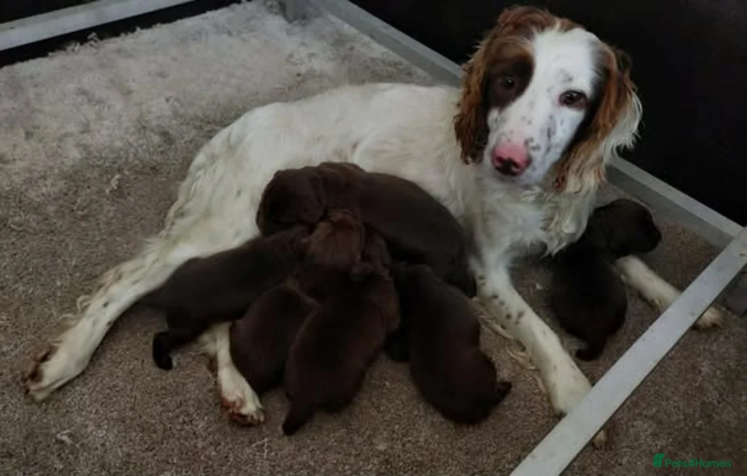 Sprocker dogs for sale: Sprocker pups for sale ( Springer x Cocker) - Advert 23