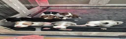 Border Collie dogs for sale: Border Collie Puppies  in Sheffield - Advert 6