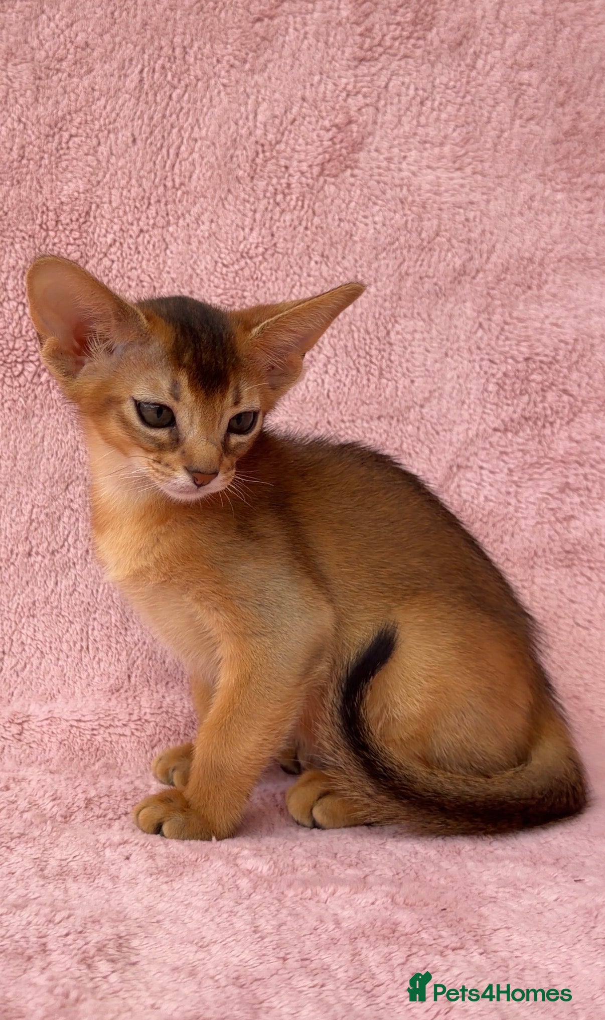 Abyssinian cats Gorgeous Abyssinian ruddy girls🤎❤️ - Advert 1