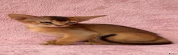 Abyssinian cats for sale: Gorgeous Abyssinian ruddy girls🤎❤️ - Advert 2