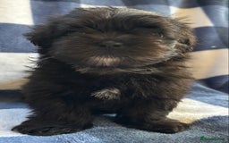 Maltipoo dogs for sale: Stunning Maltipoo Puppies ⭐️ DNA Tested ⭐️ - Image 20