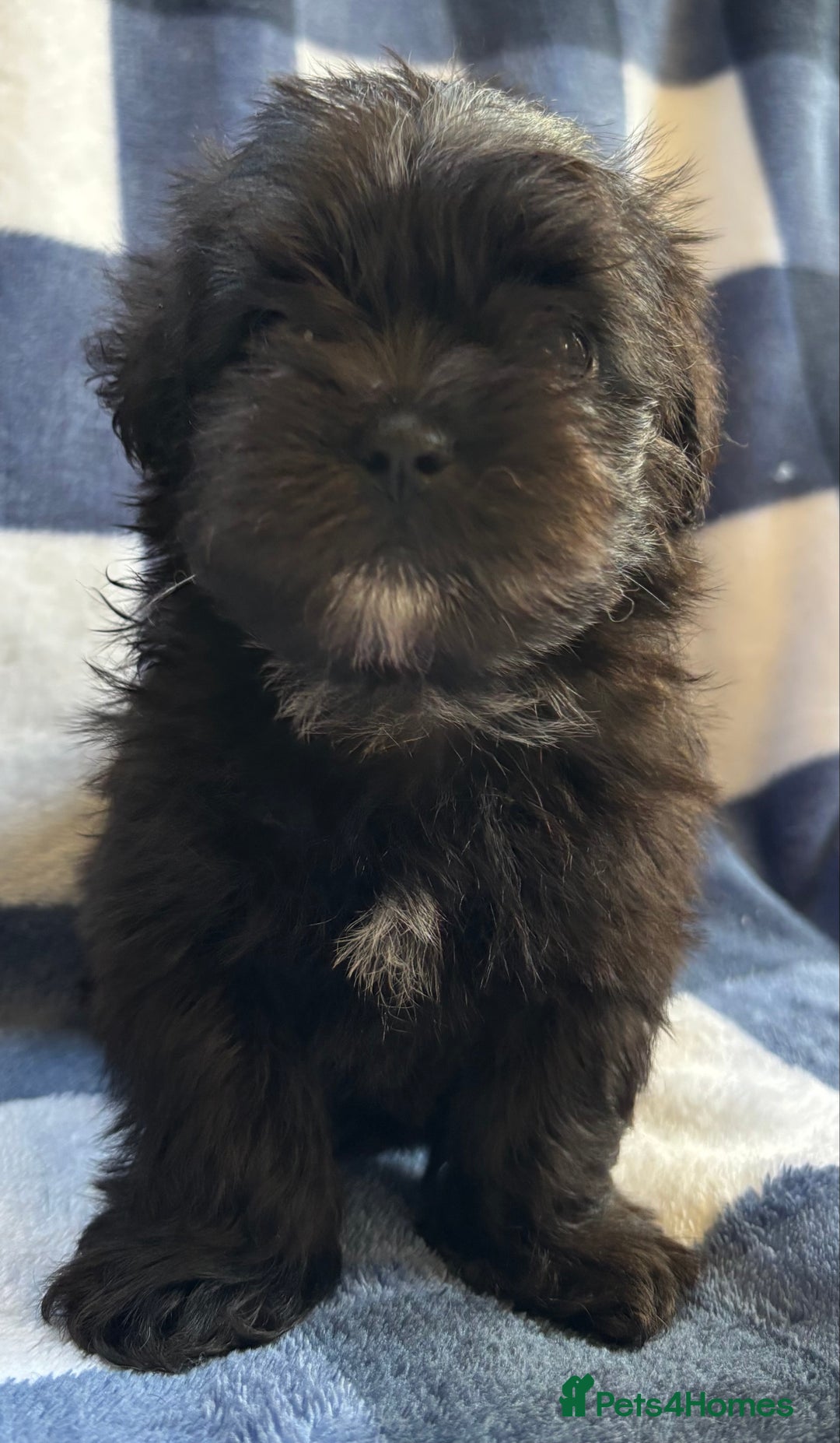 Maltipoo dogs for sale: Stunning Maltipoo Puppies ⭐️ DNA Tested ⭐️ - Image 20