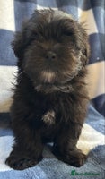Maltipoo dogs - Advert 12