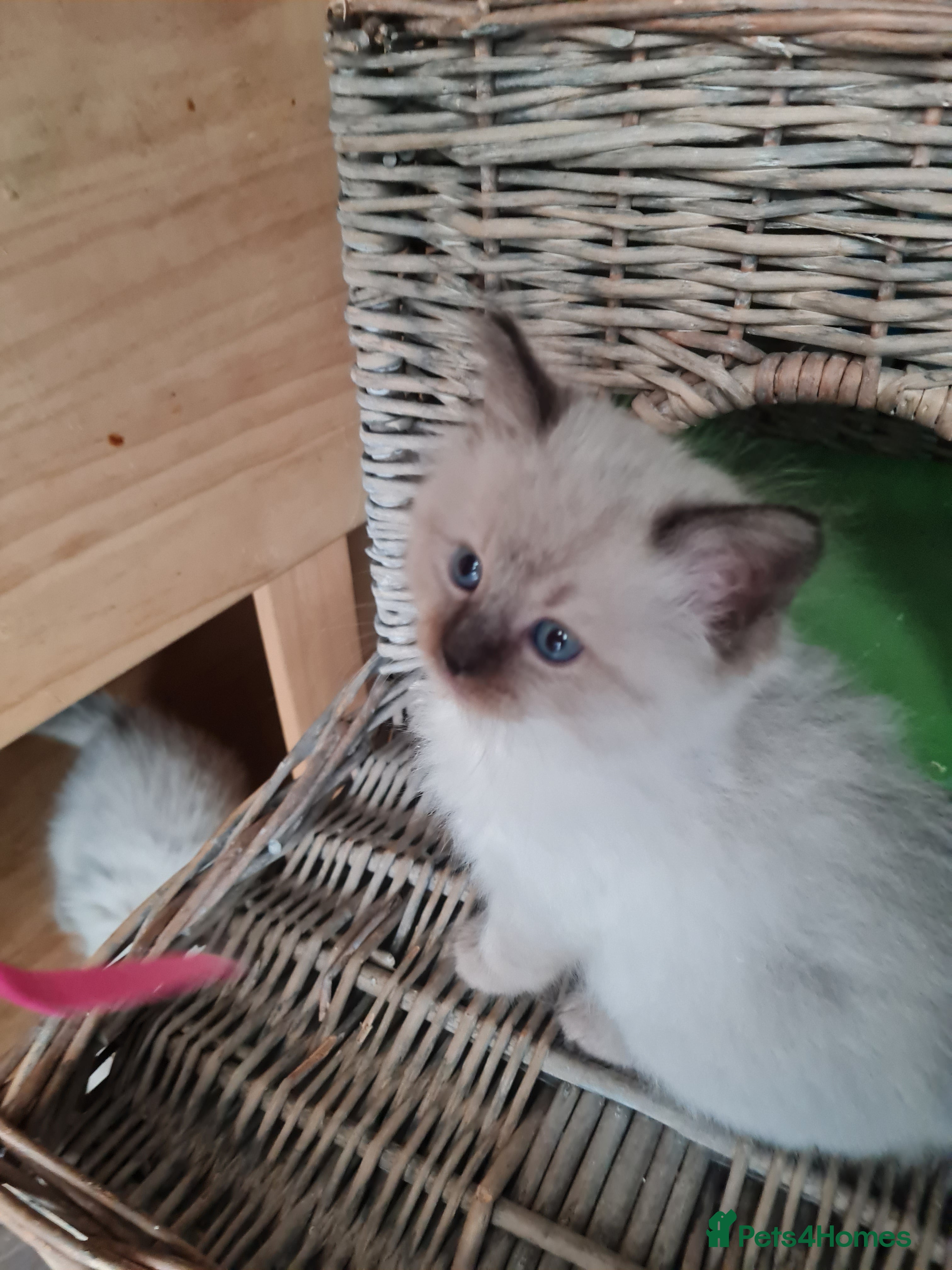 Ragdoll cats Ragdoll kittens for sale  - Advert 11