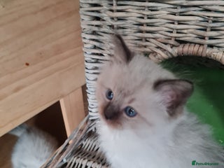 Ragdoll cats Ragdoll kittens for sale - Advert 11