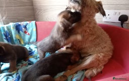 Border Terrier dogs for sale: Border Terrier girls available  - Image 6