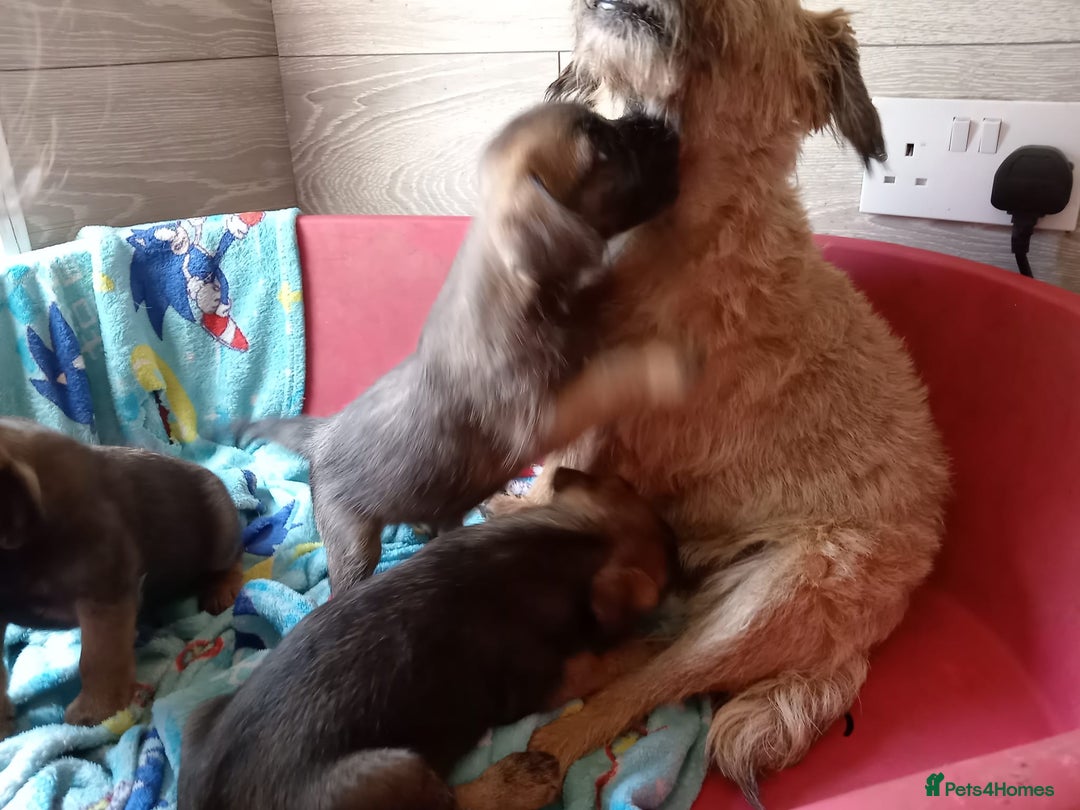 Border Terrier dogs for sale: Border Terrier girls available  - Image 6