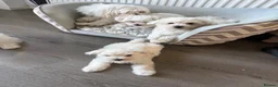 Maltipoo dogs for sale: Maltipoo - Advert 3