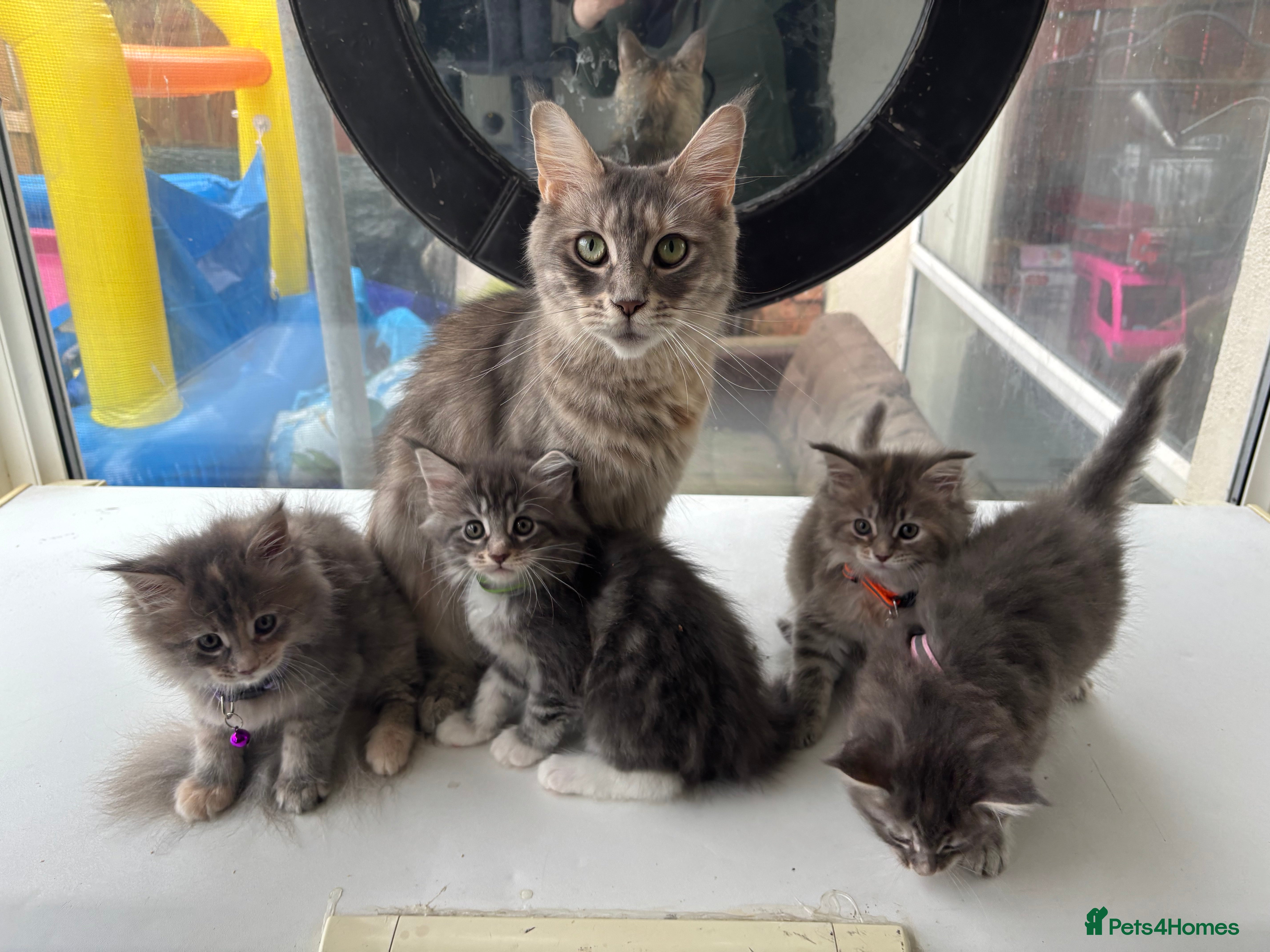 Maine Coon cats Maine coon kittens  - Advert 17