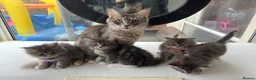 Maine Coon cats for sale: Maine coon kittens  - Advert 5