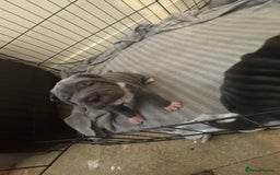 Shar Pei dogs for sale: Blue & White Shar pei  - Image 4
