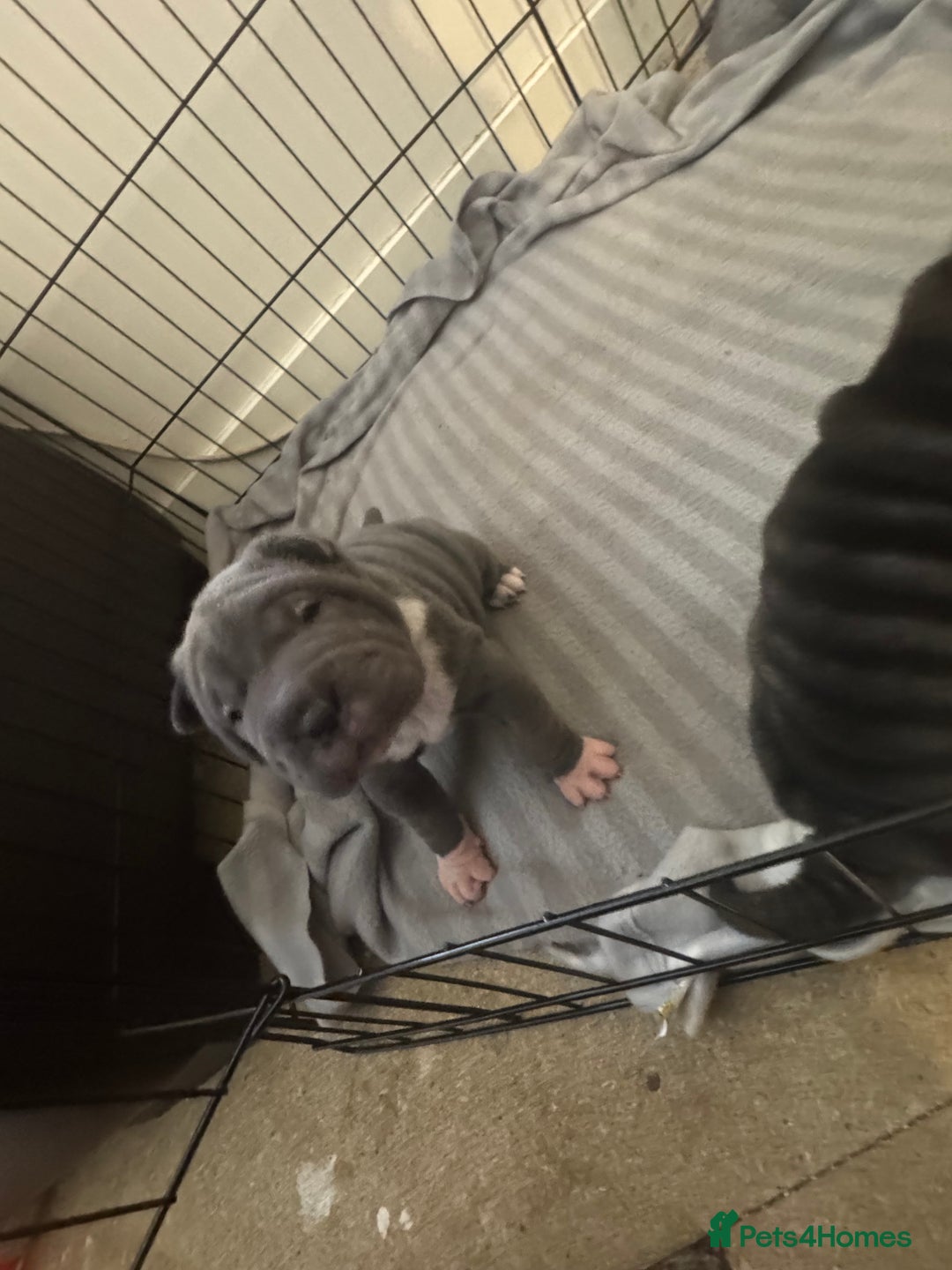 Shar Pei dogs for sale: Blue & White Shar pei  - Image 4