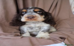 Cocker Spaniel dogs for sale: Championline Cocker Spaniel - Advert 37