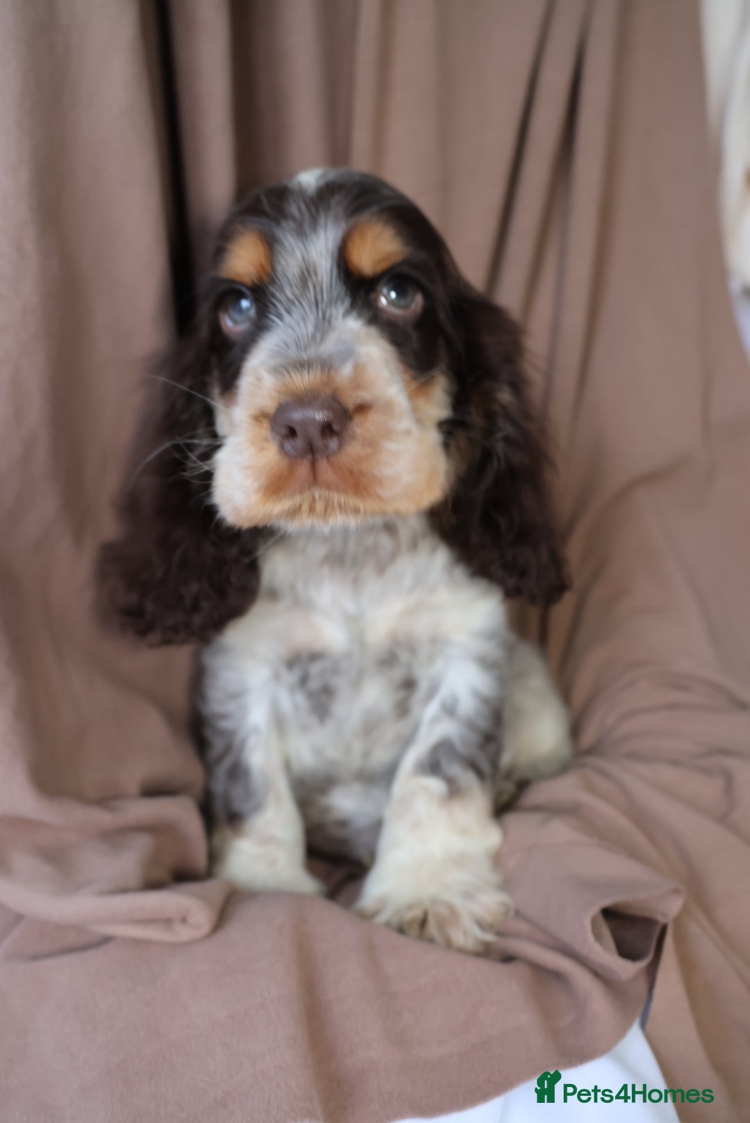 Cocker Spaniel dogs for sale: Championline Cocker Spaniel - Advert 37